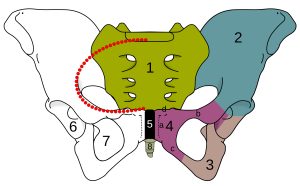 publagia